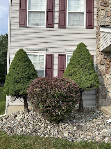 Precision shrub shaping and hedge trimming service in Pocono Mountains PA